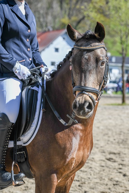 对柔佛南虎 对柔佛南虎